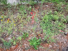 Penstemon barbatus torreyi