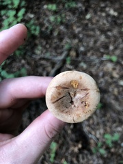 Lactarius imperceptus