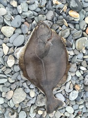 Lepidopsetta
