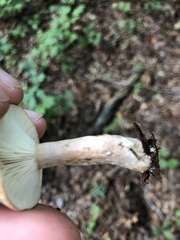 Lactarius imperceptus