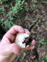Lactarius imperceptus