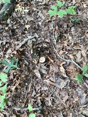 Lactarius imperceptus