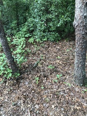 Lactarius imperceptus