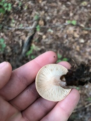 Lactarius imperceptus