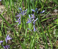Camassia quamash quamash