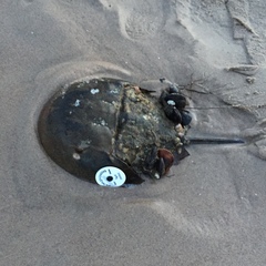 Limulus polyphemus