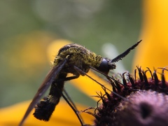 Lepidophora lepidocera