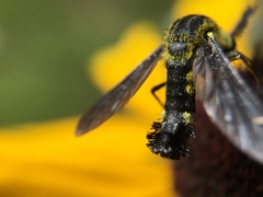 Lepidophora lepidocera