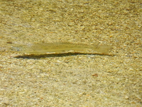 Oncorhynchus nelsoni