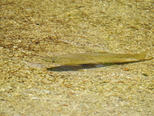 San Pedro Martir Trout
