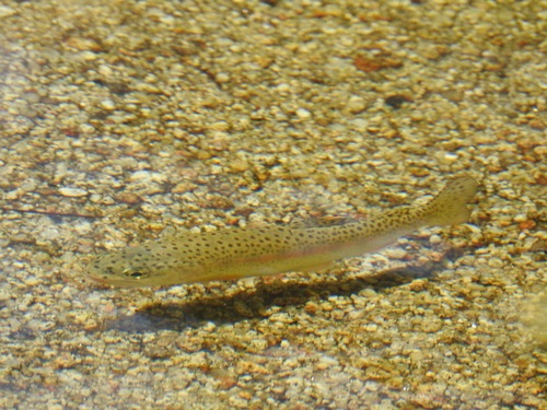 San Pedro Martir Trout