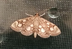 Anania coronata