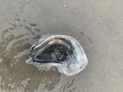 Crassostrea virginica