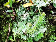 Peperomia berlandieri