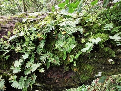 Peperomia berlandieri