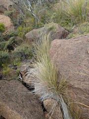 Chionochloa acicularis