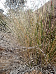 Chionochloa acicularis