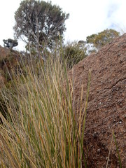 Chionochloa acicularis
