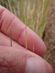 Chionochloa acicularis