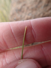 Chionochloa acicularis