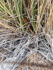 Chionochloa acicularis