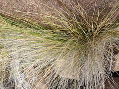 Chionochloa acicularis