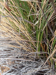 Chionochloa acicularis
