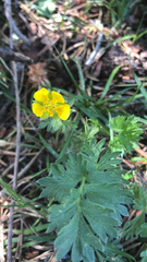 Potentilla flabellifolia