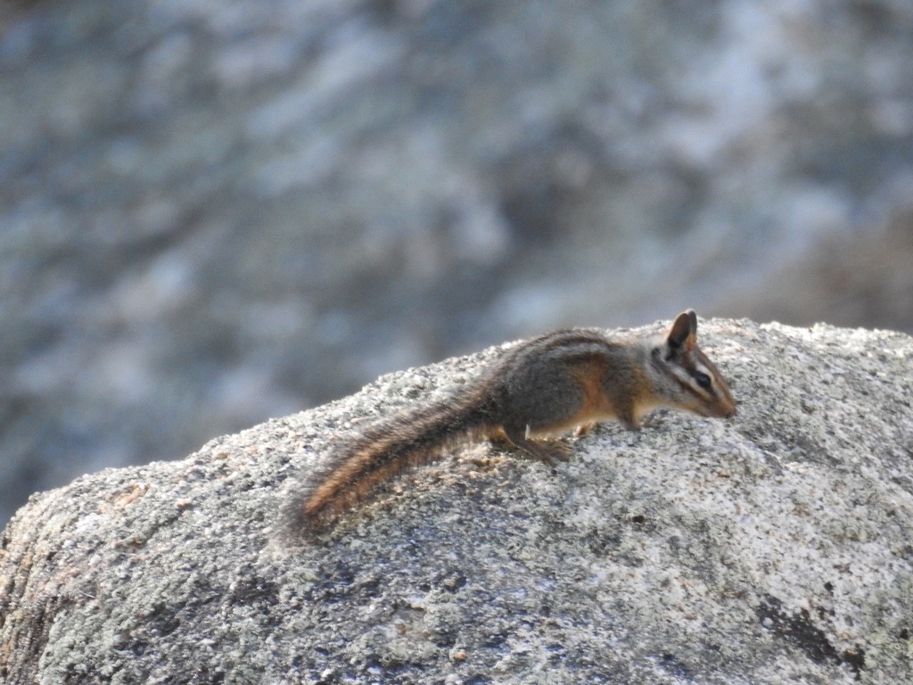 California Chipmunk