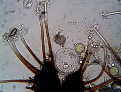 Podosphaera prunicola