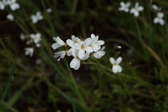 Cardamine penduliflora