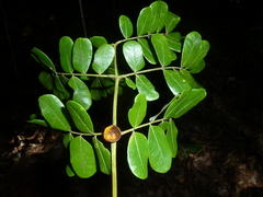 Image of Abarema adenophora