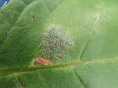 Podosphaera prunicola