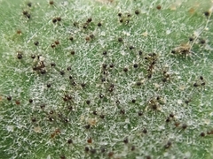 Podosphaera prunicola