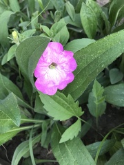 Magnoliopsida