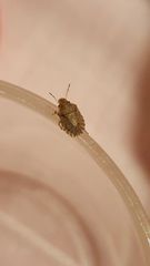 Sciocoris sideritidis