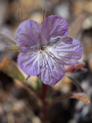 Phacelia exilis