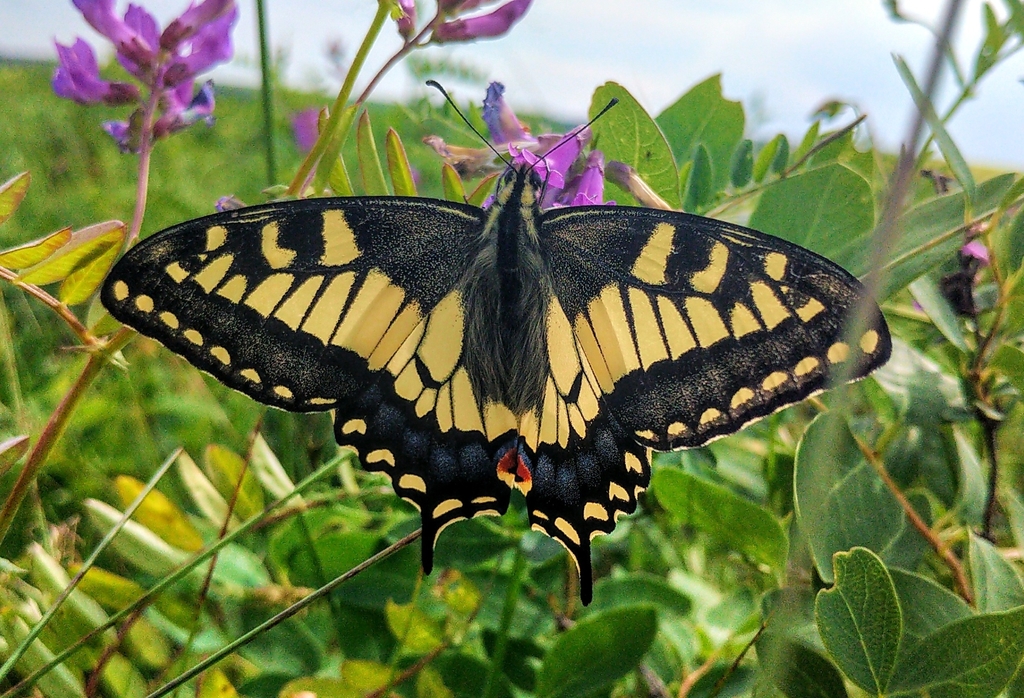Pike's Old World Swallowtail