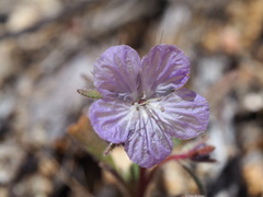 Phacelia exilis