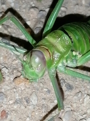 Steropleurus pseudolus