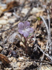Phacelia exilis