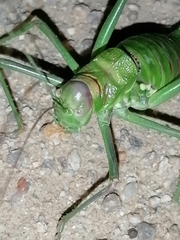 Steropleurus pseudolus