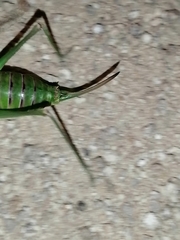 Steropleurus pseudolus