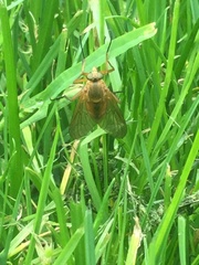 Tabanomorpha