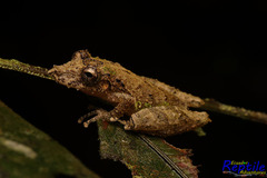 Scinax garbei