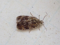 Olethreutes astrologana