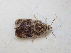 Olethreutes astrologana