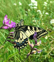 Papilio machaon pikei