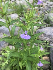 Mimulus