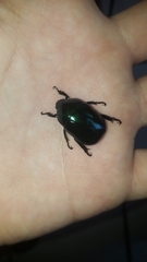 Macraspis rufonitida